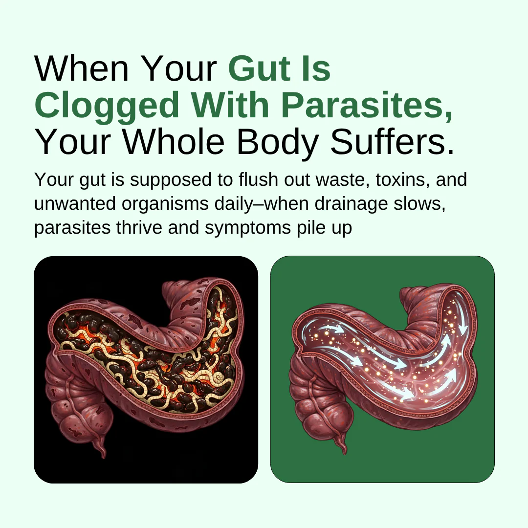 GutCore - Maximum Potency Gut Parasite Drainage Complex by Sequente™ - Image 3