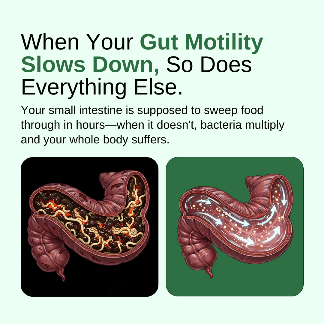 GutCore - Maximum Potency Gut Drainage Complex by Sequente™ - Image 3