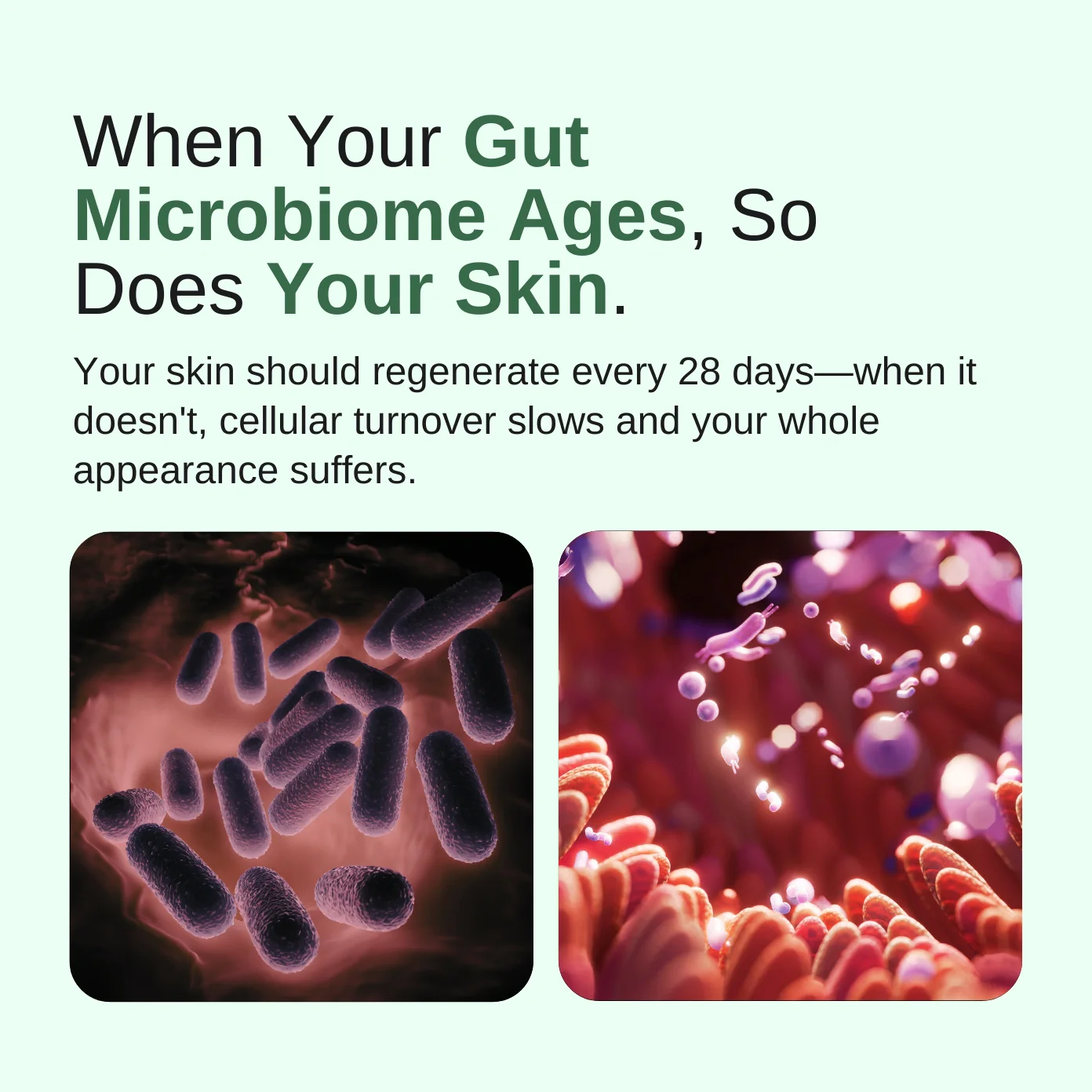 GutCore - Maximum Potency Gut-Skin Renewal Capsules by Sequente™ - Image 3